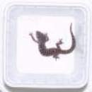 Tiertransportschale 25 Schalen, 25 Deckel